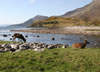Stags on the beach at Corran - Loch Hourn